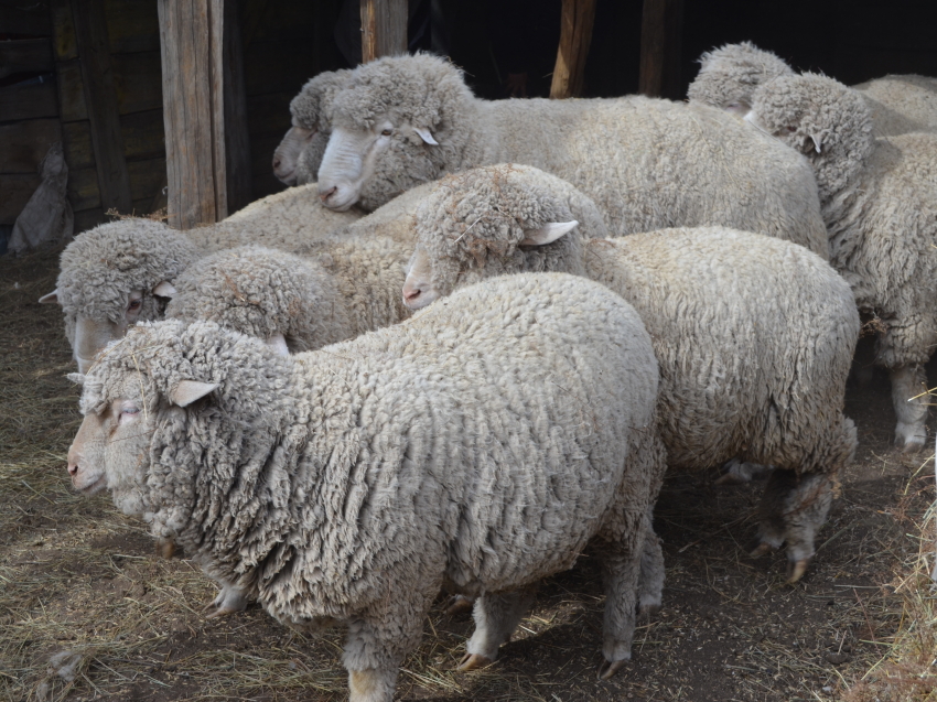 ​Овцеводы семи районов Забайкалья приступили к проведению случной кампании